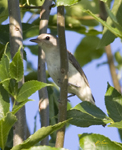 Warbling Vireo